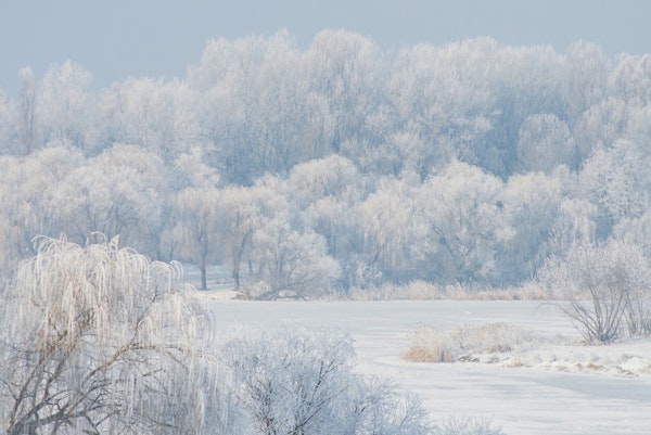 Charming Frosty Forest View