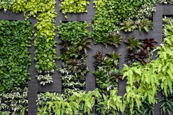 Lush Vertical Garden