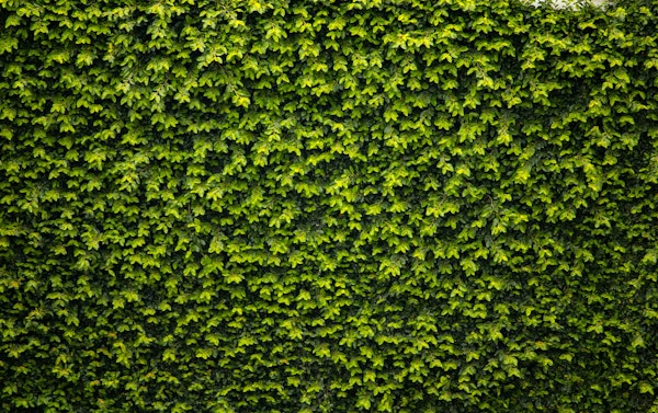 Vibrant Green Foliage