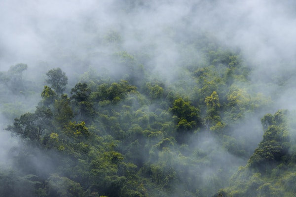 Enchanted Misty Jungle