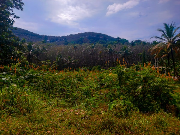 Idyllic Countryside Scene