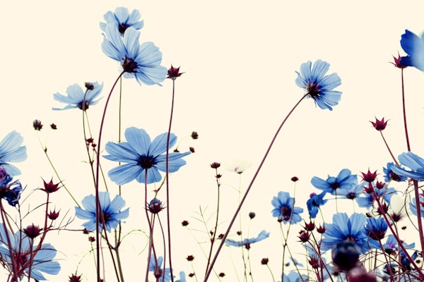 Blue Cosmos Blossoms