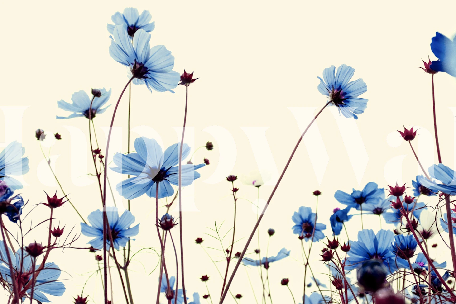 Blue Cosmos Blossoms tapet i et rom