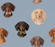 Dachshund Portraits Blue