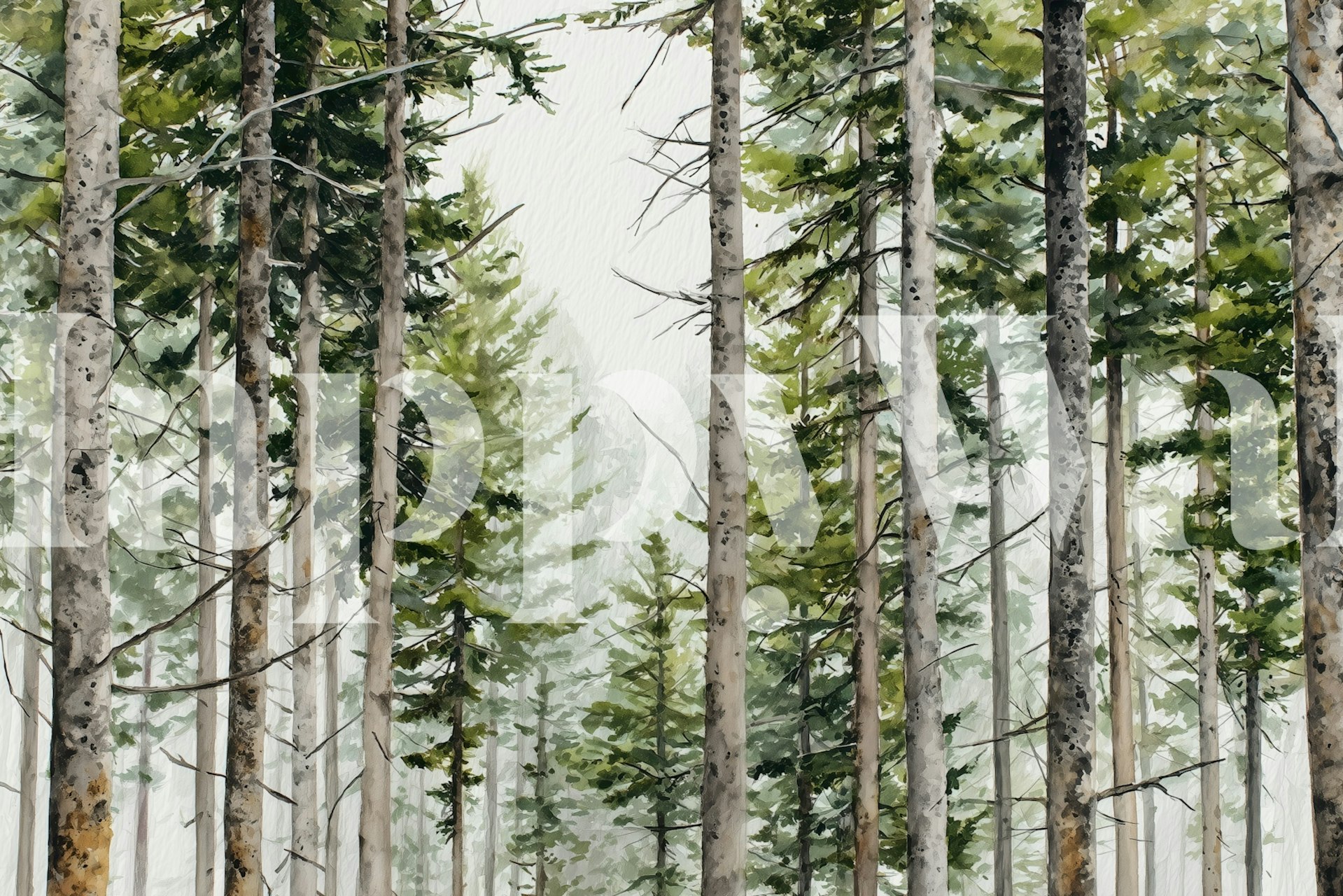 Tall evergreen trees with soft green foliage and misty background wallpaper