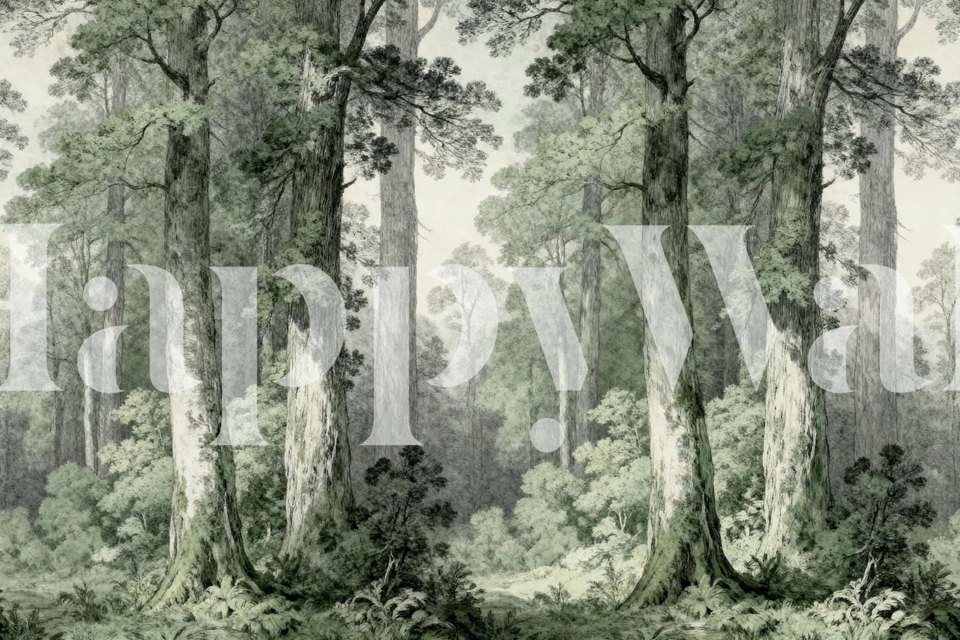 Lush green forest at sunrise, depicting tall trees and ferns wallpaper