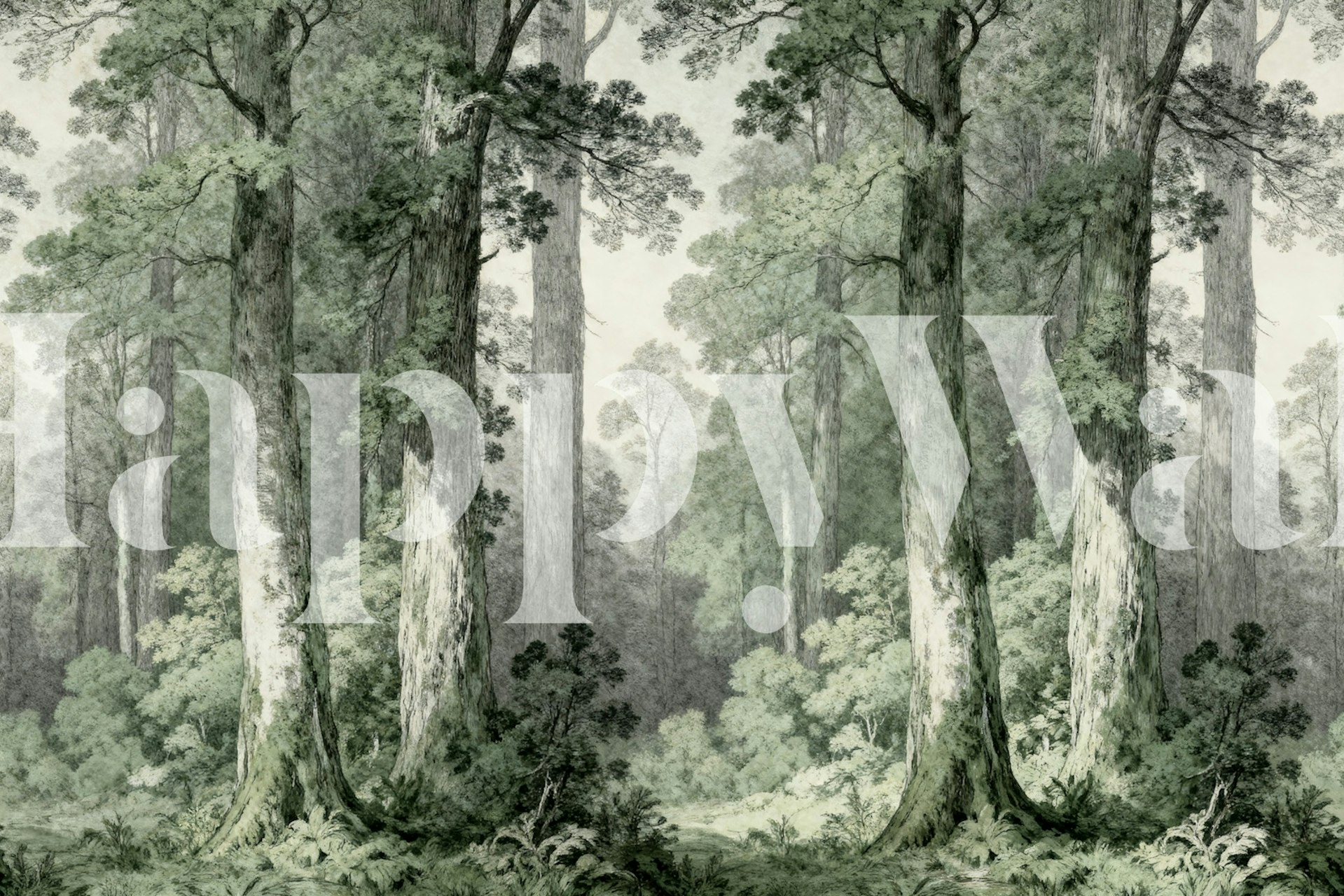 Lush green forest at sunrise, depicting tall trees and ferns wallpaper