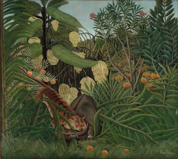 Fight Between Tiger Buffalo Rousseau - Aster