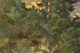 Rustic Woodland Scene