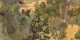 Rustic Forest Vibes