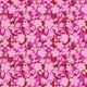 Vibrant Pink Blossoms