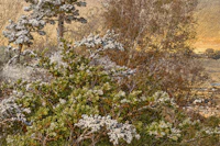 Serene Forest Landscape tapeet