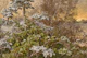 Serene Forest Landscape
