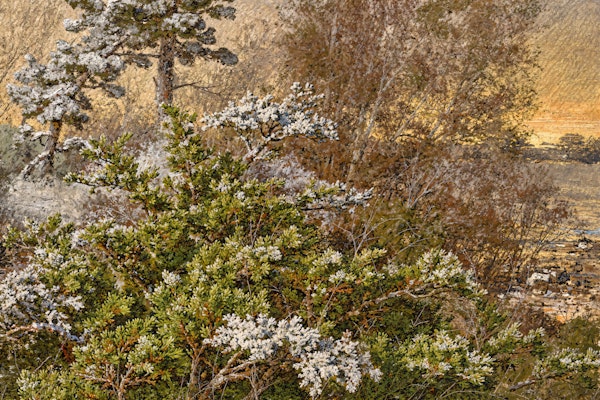Serene Forest Landscape