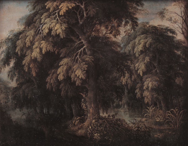 Serene Forest Twilight - Aster