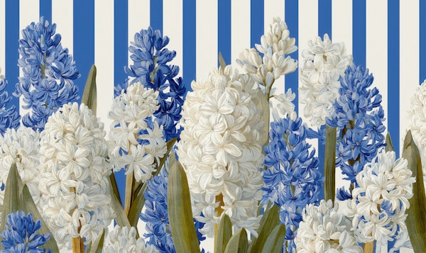 Striped Hyacinth Harmony