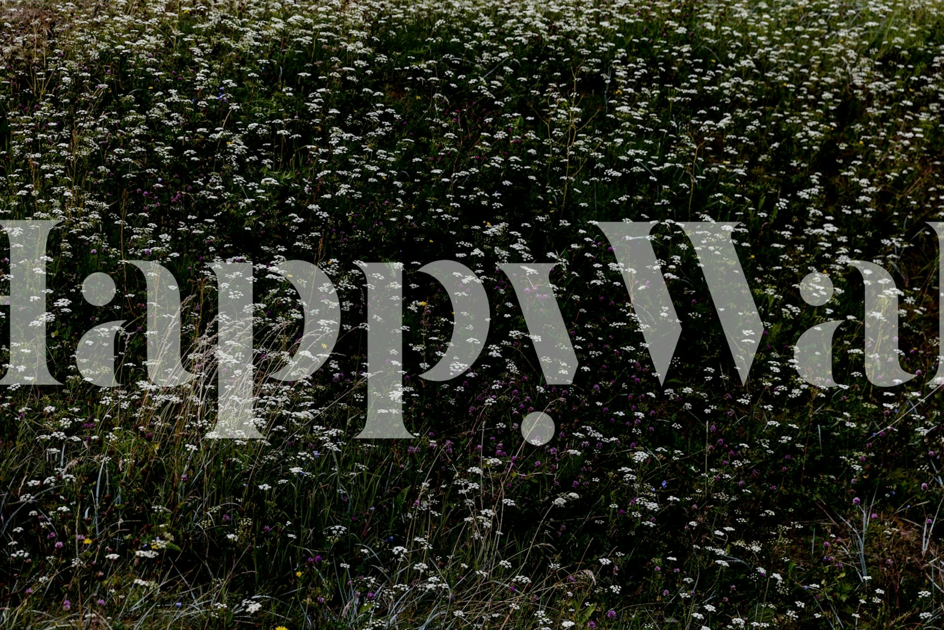 Dark floral pattern with white wildflowers on black background wallpaper