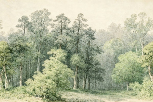 Tranquil Forest Retreat Repetition