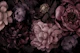 Flower Drama Luxury Botanical Grandeur