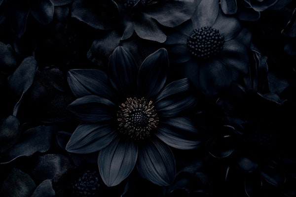 Enchanted Night Petals