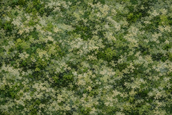 Mossy Stone Texture