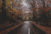 Tree Road Trip wallpaper