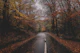 Tree Road Trip