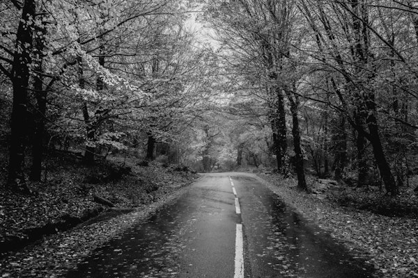 Tree Road Trip in Black and White