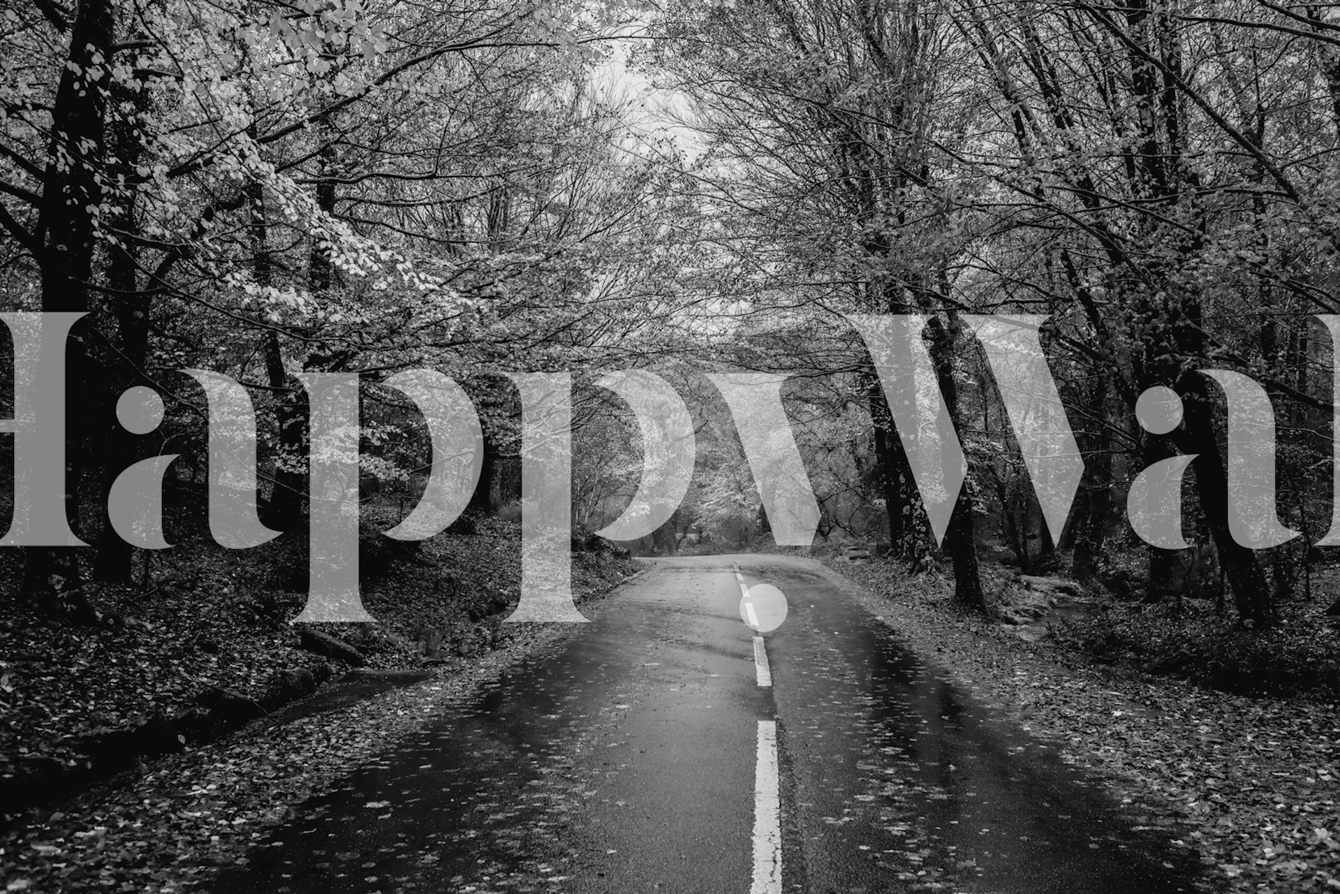 Black and white trees lining a wet road wallpaper