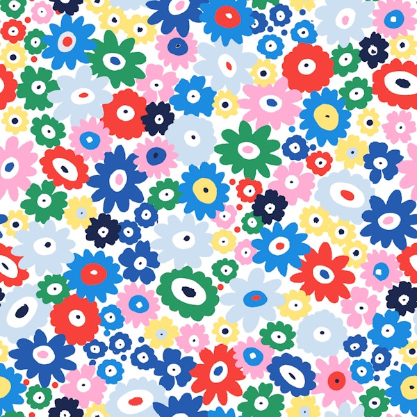 Colorful Daisy Blooms