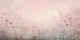 Where Flowers Bloom – Misty Rose