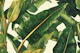 Tropical Leaves Harmony