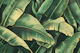 Banana Leaves Oasis