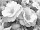 Monochrome Peony Bloom
