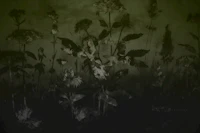 Antique Meadow Flowers tapete