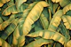 Golden Banana Leaf Jungle