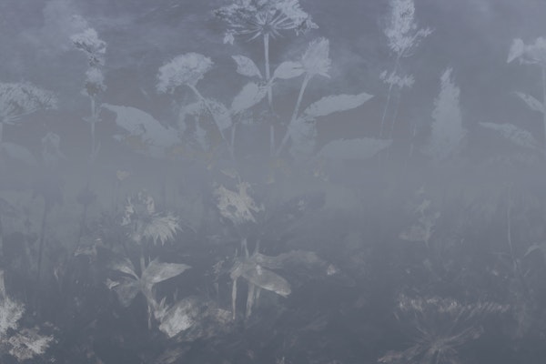 Misty Wildflower Meadow