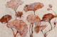 Pastel Poppy Garden