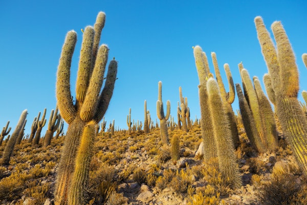 Majestic Cactus Landscape