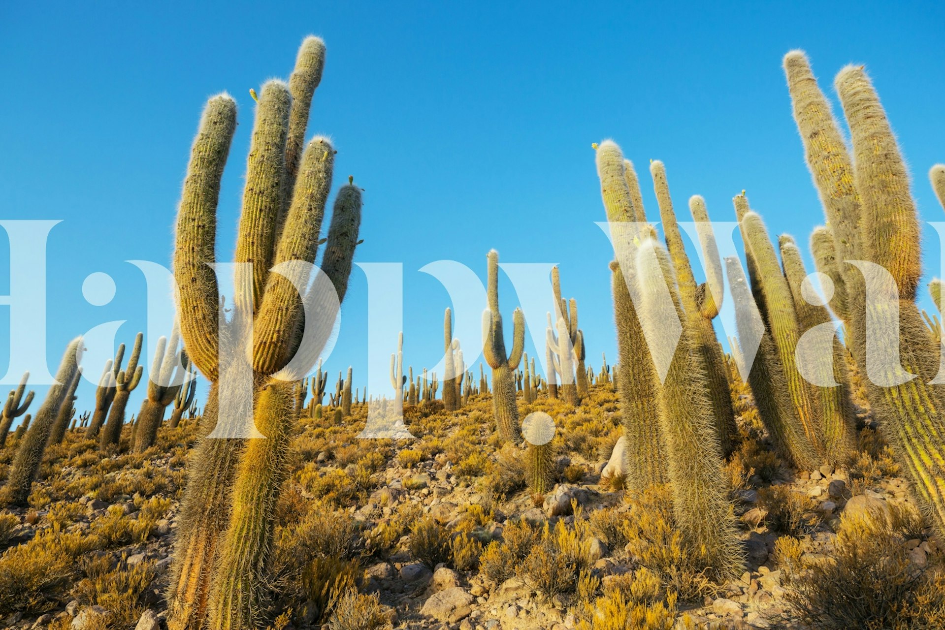 Majestic cactus landscape wallpaper in a room