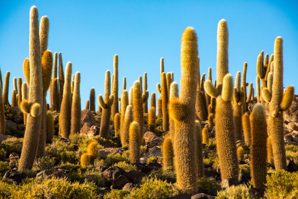 Echinopsis Cacti Paradise