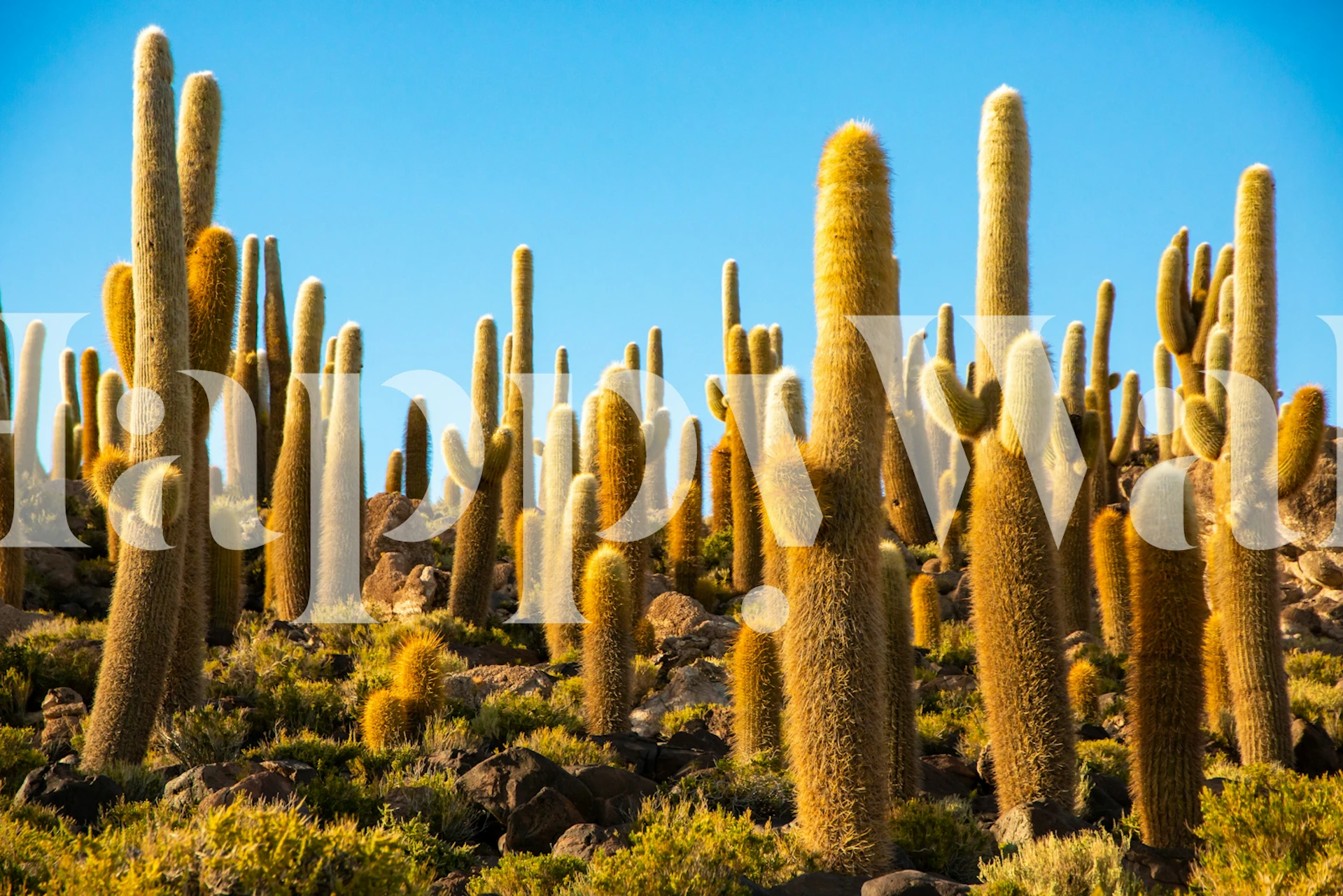 Echinopsis Cacti Paradise wallpaper in a room