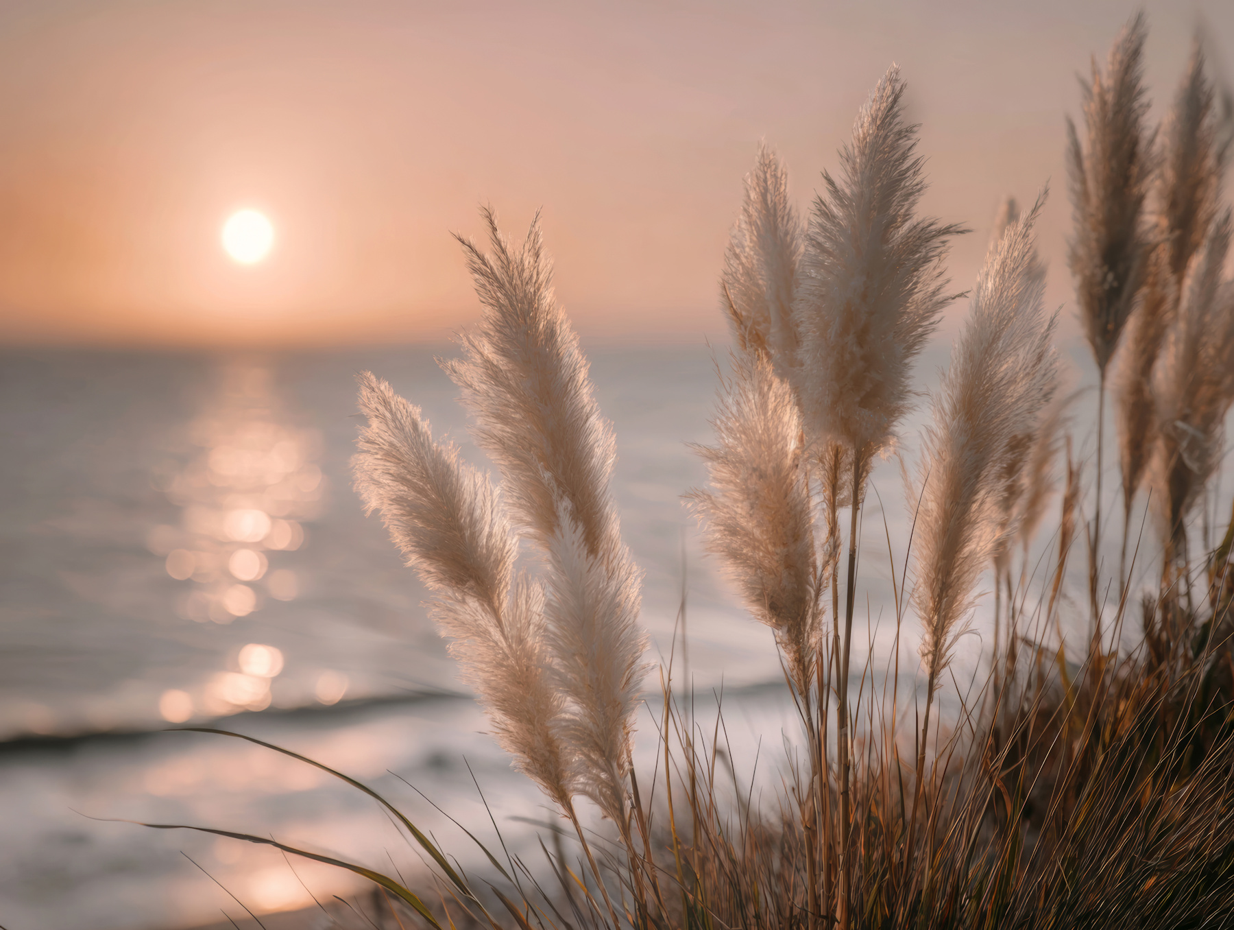 beachdream