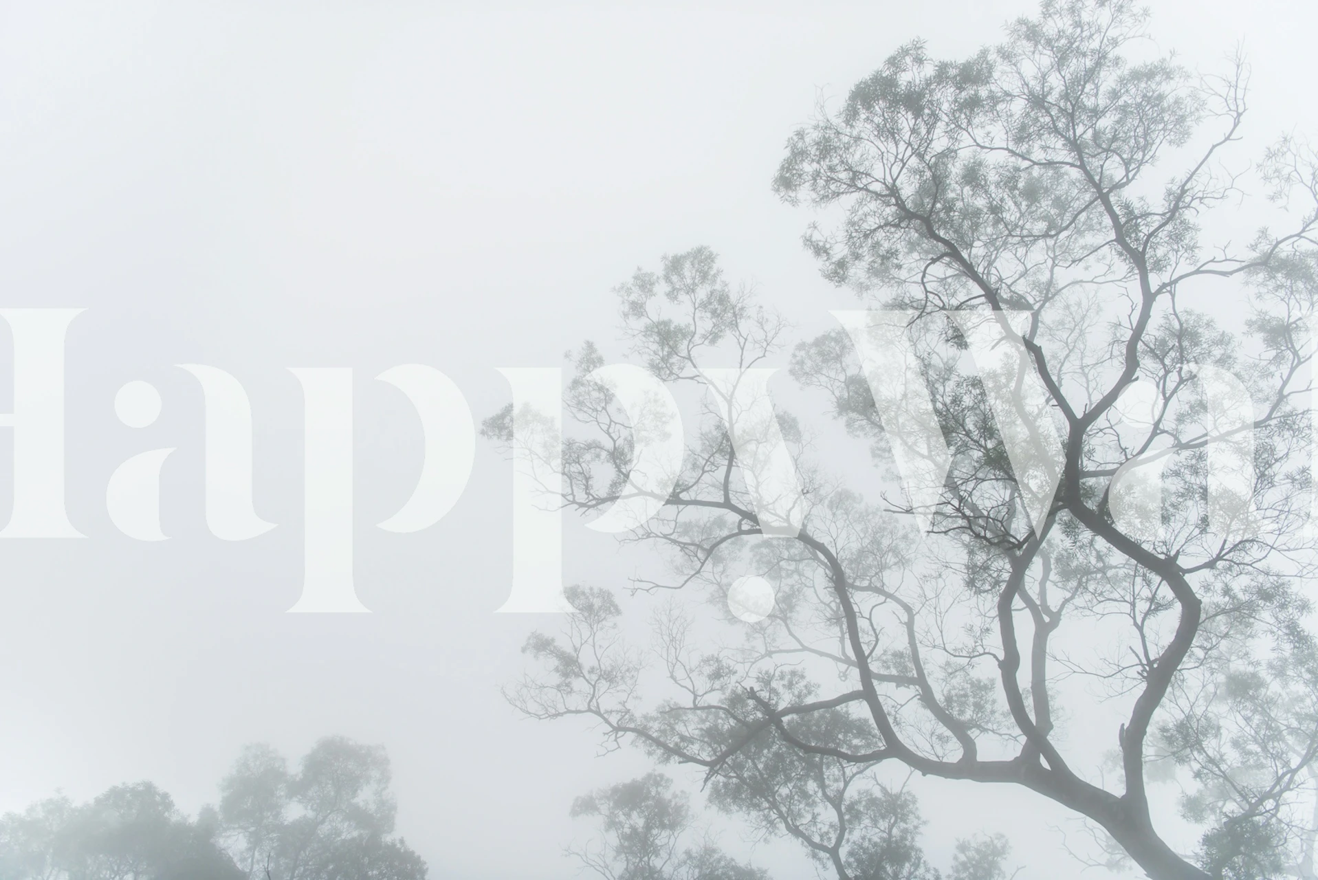 Eerie Misty Trees wallpaper in a room