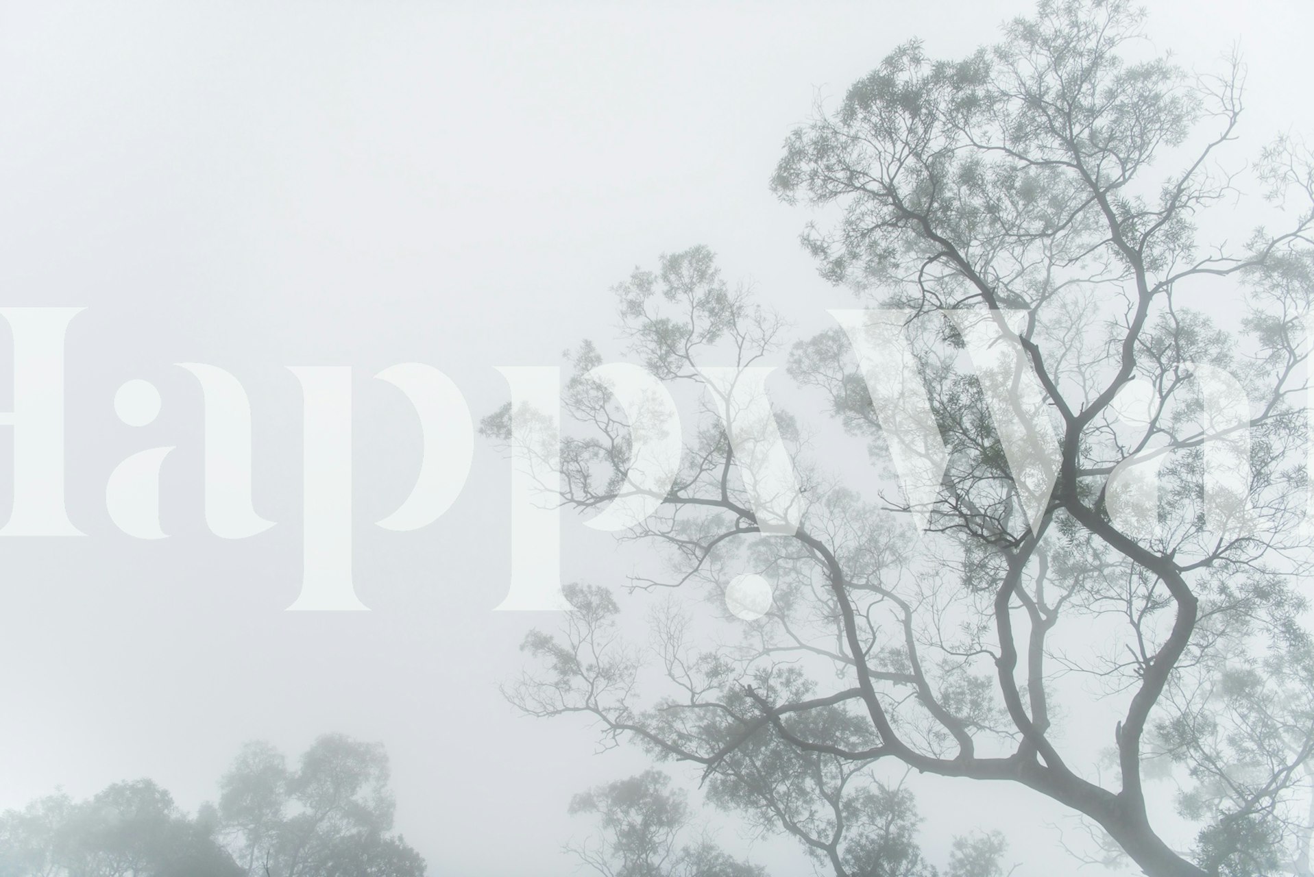 Eerie Misty Trees wallpaper in a room