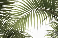 Palm Leaves 01 tapety