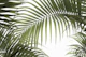 Palm Leaves 01