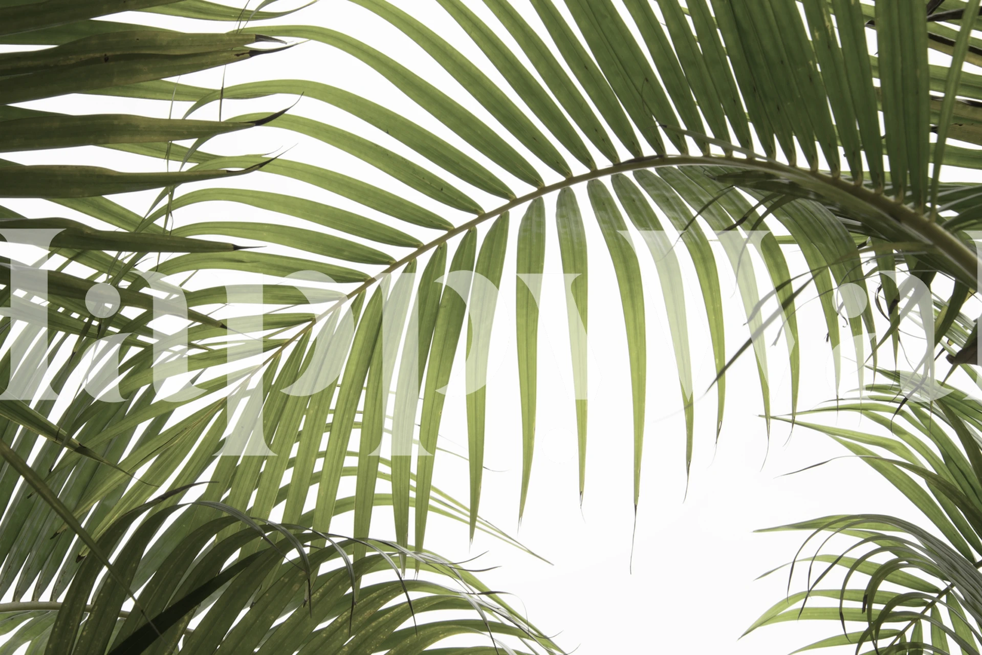 Papel pintado Palm Leaves 01 en una habitación