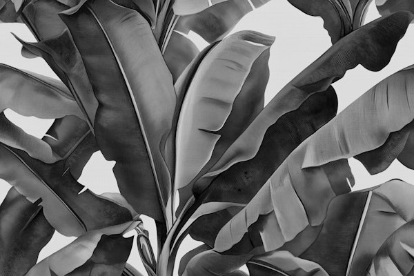Banana Leaf Serenity in Black & White