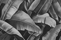 Banana Leaves Oasis in Black & White wallpaper